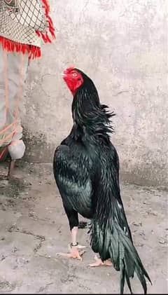 Aseel lasani mushka full tayar. sath madi hai Alla nasel ke. c
