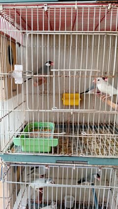 Finch java pair & cages
