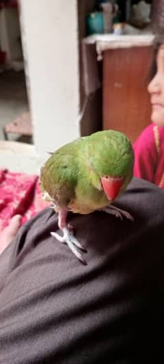 Parriot