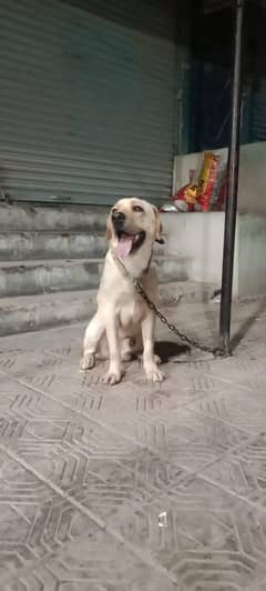 Labrador