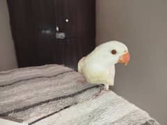 white Ringneck 2 patty beautiful pics