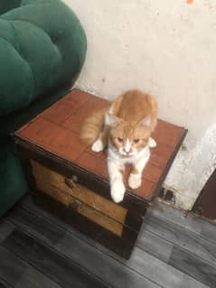 Persian