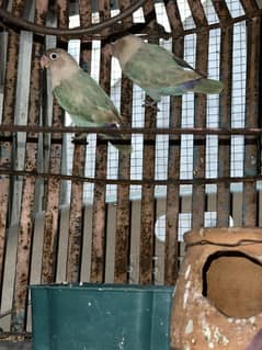 Love Bird ( Blue Fisher )
