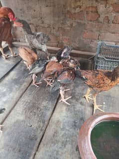 Aseel Chicks 8