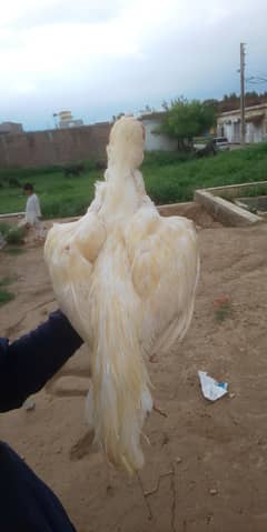 Full white Aseel and full black hen