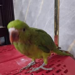 Parrot