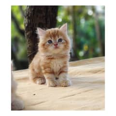 Persian hamalian british punch face piki face cat's and kitten's