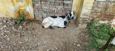female goat with 1 male baby