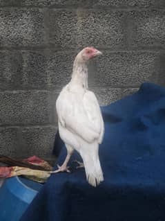 pure white heera breed pathi