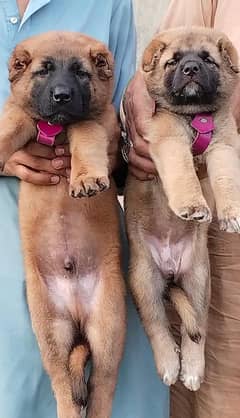 king Kurdish kangal security dog available for sale