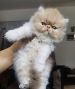 Pure Persian, hamalyan, Siamese or ragdoll kittens only for sale