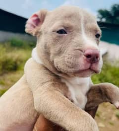 American Pitbull puppy for sale