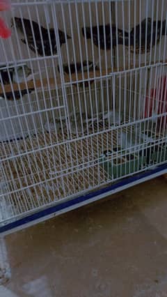 Australian parrot  fringes  dove