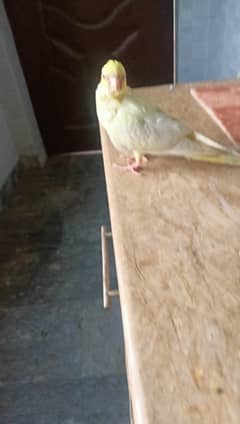 Cockatiel Radiez Parrot available for urgent sale
