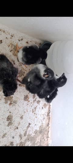 Black lassani mushka k chicks available with parents vedio