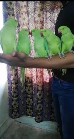 0321/8577/966 green parrot handtame  male / female