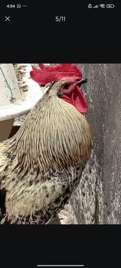 hen for sale
