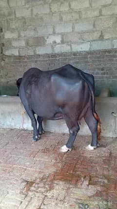 pehlan jhoti for sale 7 kg milk 7 month ki sui ha