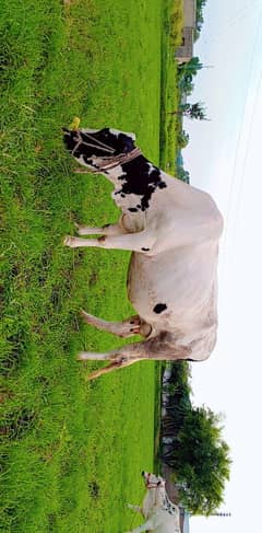 Cow for sale, Dalel Pur, Near D. G. cement factory , Kallar Kahar