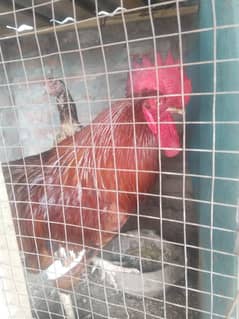 hen female and male