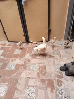 Aseel white Madi with 11 chicks
