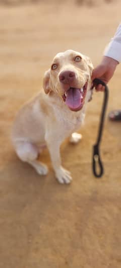 Hi