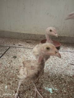 White aseel female & chicks