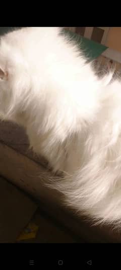 triple coated Persian