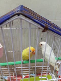 Albenu Red eye and Decino black eye