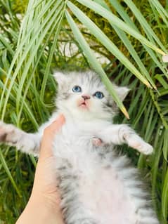 kitten  for sale