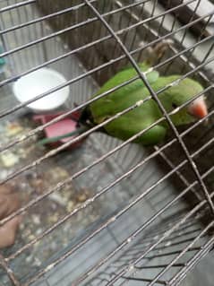 green parrest team male
