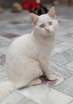 Persian cat