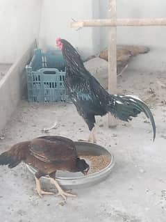 Aseel hens for sell