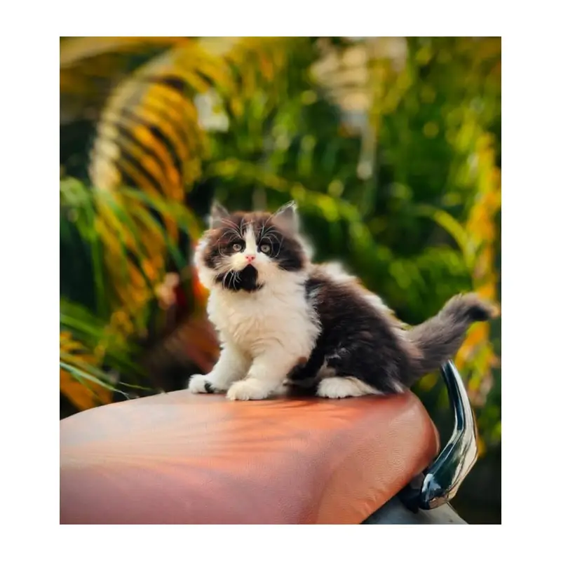 cash on delivery Persian kitten cats — photo 5