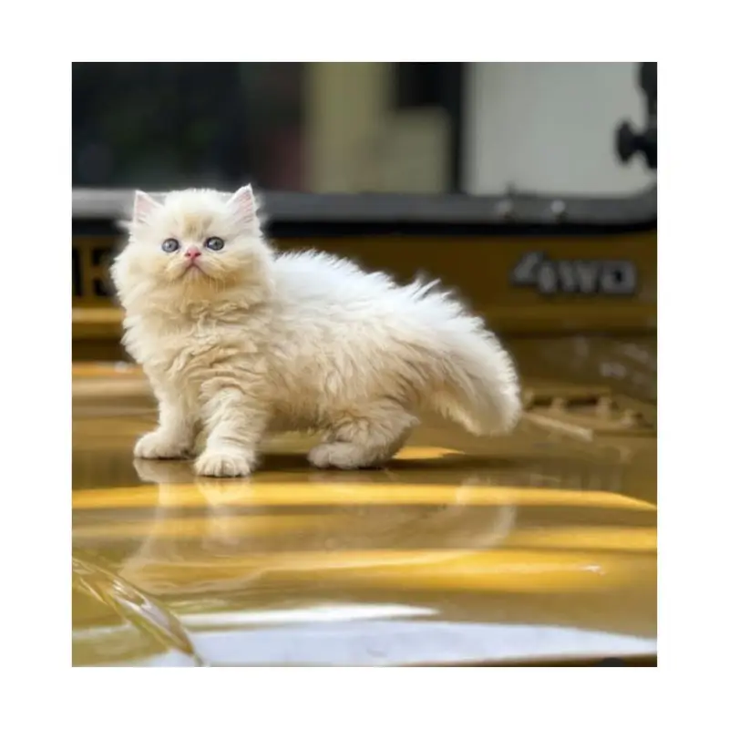 cash on delivery Persian kitten cats — photo 7