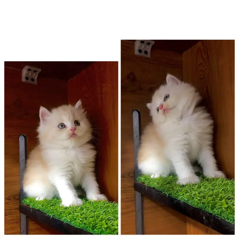 cash on delivery Persian kitten cats — photo 8
