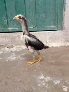 Aseel Chicks