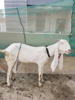 bakri