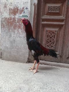 Pakistani