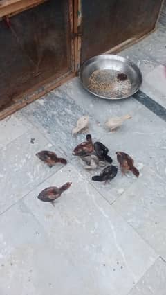 chick 