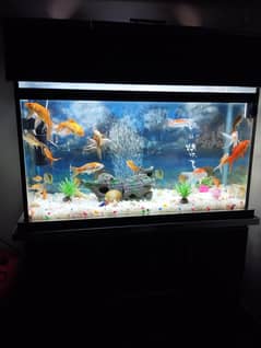 Fish Aquarium | 2.5 Height, 3.5 Width, 15 Inch Back | 20 Fishes