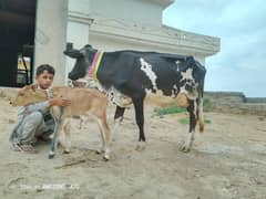Frizan cow 15 kg 1st timer. . .