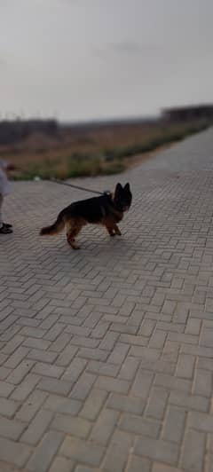 Hi im selling my german shepherd male