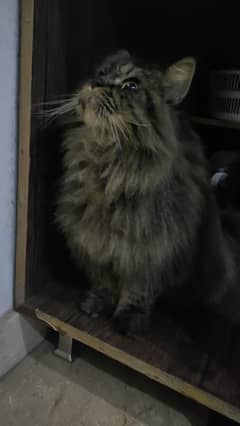 Persian triple coated female cat for adoption