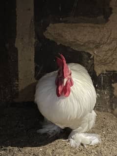 BANTAM MALE FOR SALE