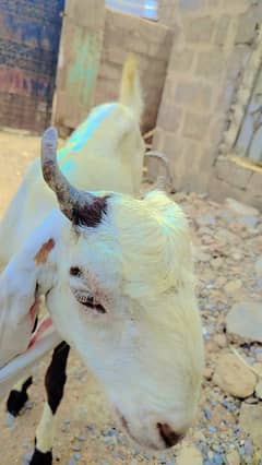 Goat Gullabi + kamori