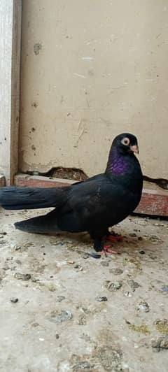 Fancy pigeon / Blondinette