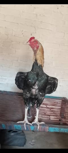 Aseel mianwali