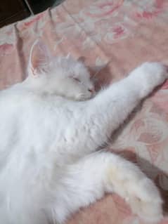 Pure white persian
