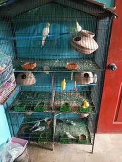 Birds cage